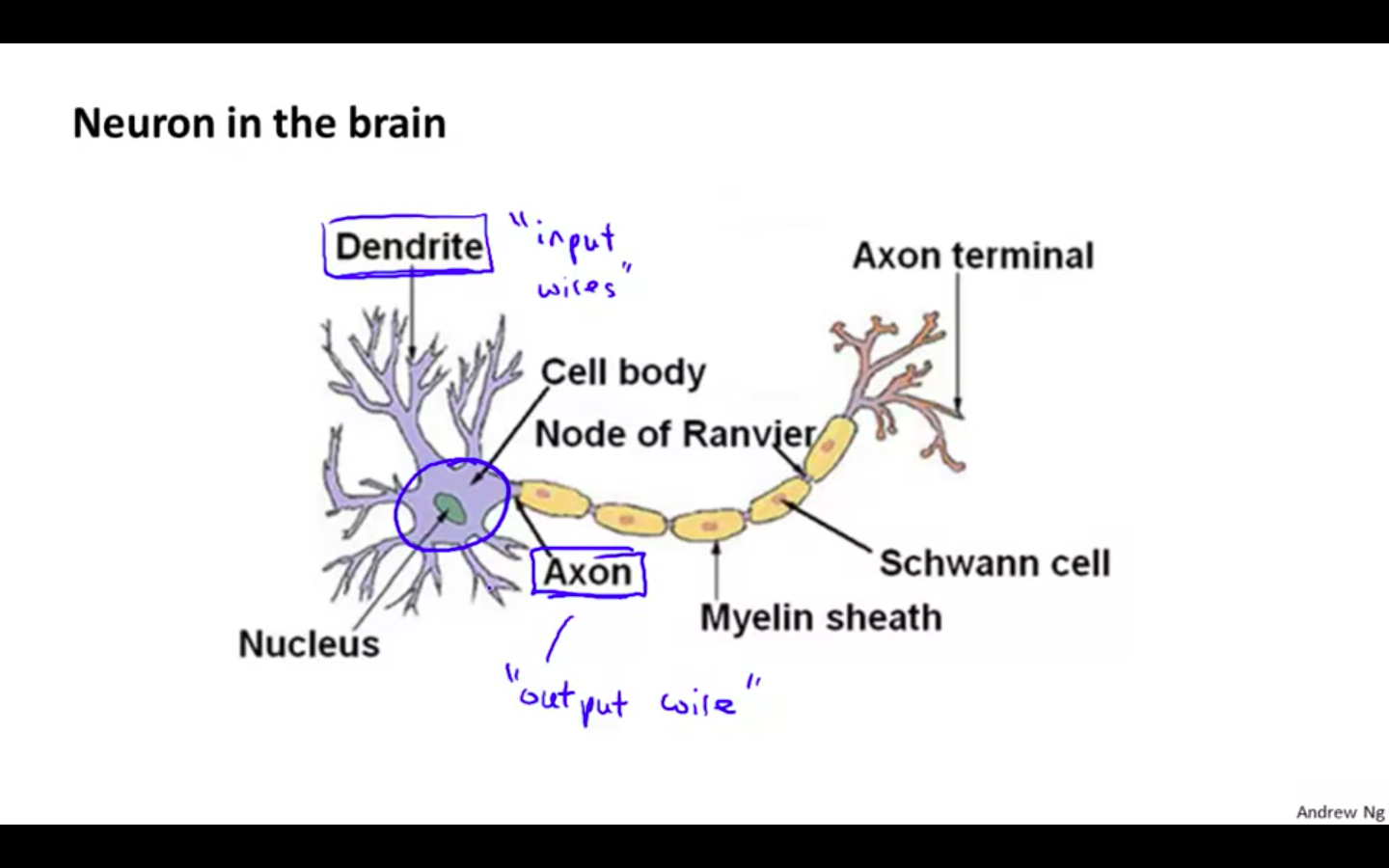 Neuron Diagram.png