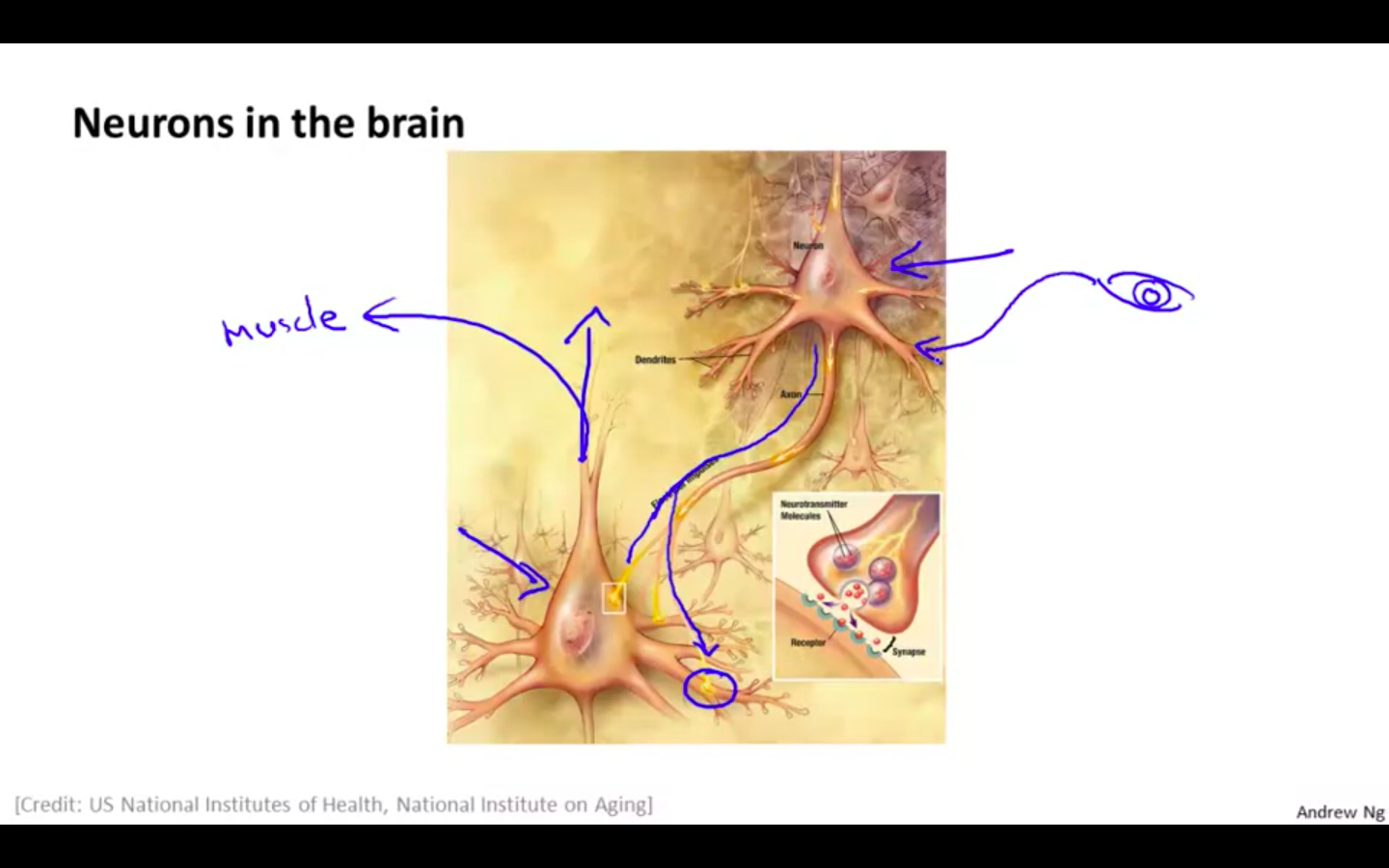 Working - Neuron.png